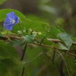 Jacquemontia pentanthos Blomma