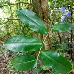 Dichorisandra penduliflora Hoja