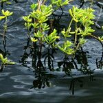 Batis maritima Hábito