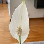 Spathiphyllum wallisiiFlower