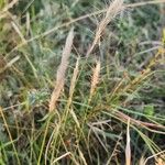 Aristida congesta Habit