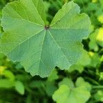 Malva verticillata Leaf