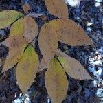 Fagus grandifolia Leaf