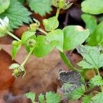 Myosoton aquaticum Leaf