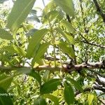 Zanthoxylum chalybeum 叶