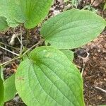 Dioscorea villosa Leaf