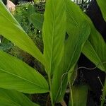 Alpinia galanga Leaf