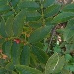 Zanthoxylum americanum Ліст