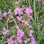 Verbena dissecta