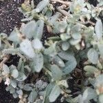 Atriplex glauca Folha