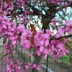 Cercis siliquastrumKvět