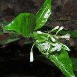 Psychotria bifaria