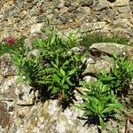 Centranthus lecoqii Hábito