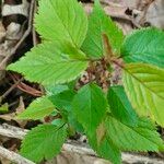 Panax quinquefolius Leaf