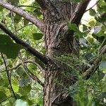 Populus deltoides Bark