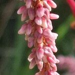 Persicaria lapathifolia 花