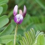 Astragalus asterias