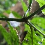 Psychotria borjensis Kabuk