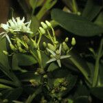 Humiria balsamifera Λουλούδι
