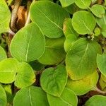 Coccocypselum cordifolium Hoja
