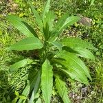 Lactuca indica ഇല