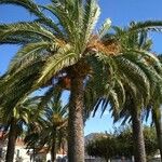 Phoenix canariensis برگ