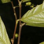 Adenophaedra grandifolia Bark