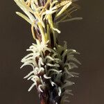 Carex ericetorum Floare
