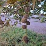 Platanus orientalis Fruit