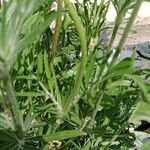 Lomelosia caucasica Folha