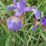Iris sibirica Λουλούδι