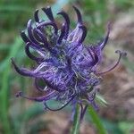 Phyteuma nigrum Flower