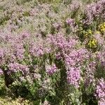 Erica australis Çiçek