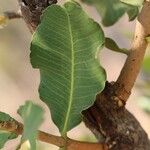 Garcinia pachyclada Folio