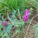 Astragalus hypoglottis Blad