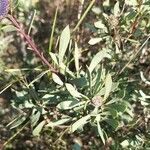 Globularia alypum Leaf