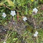 Limnanthes alba फूल