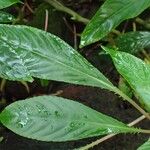 Impatiens auricoma Blad