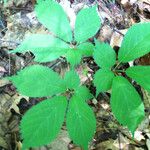 Panax quinquefolius Habitus