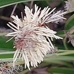 Carex ornithopoda Цвят
