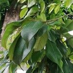 Trilepisium madagascariense Jani
