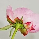 Paeonia lactiflora Feuille