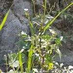 Lactuca dissecta Habit