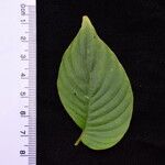 Rhynchoglossum obliquum Leaf