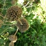 Phlomis fruticosa Ffrwyth