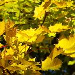 Acer pictum Leaf