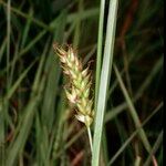 Carex punctata Fruitua