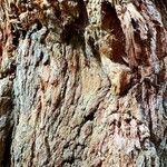 Sequoiadendron giganteum Casca