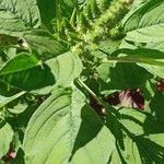 Amaranthus spinosusLeaf