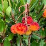 Arbutus unedoFfrwyth